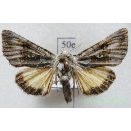 Syngrapha microgamma (Hübner, 1823) Slovakia50e